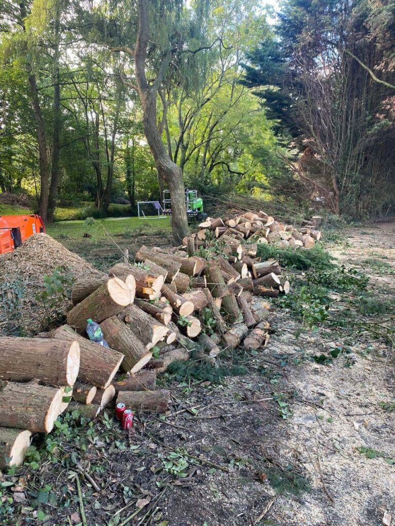 This is a photo of a wood area which is having multiple trees removed. The trees have been cut up into logs and are stacked in a row. Letchworth Garden City Tree Surgeons